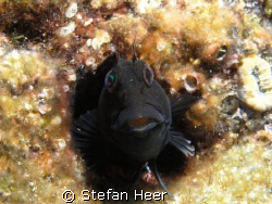 Made with the sea&sea DX-1G in July 08 in France. Was wai... by Stefan Heer 